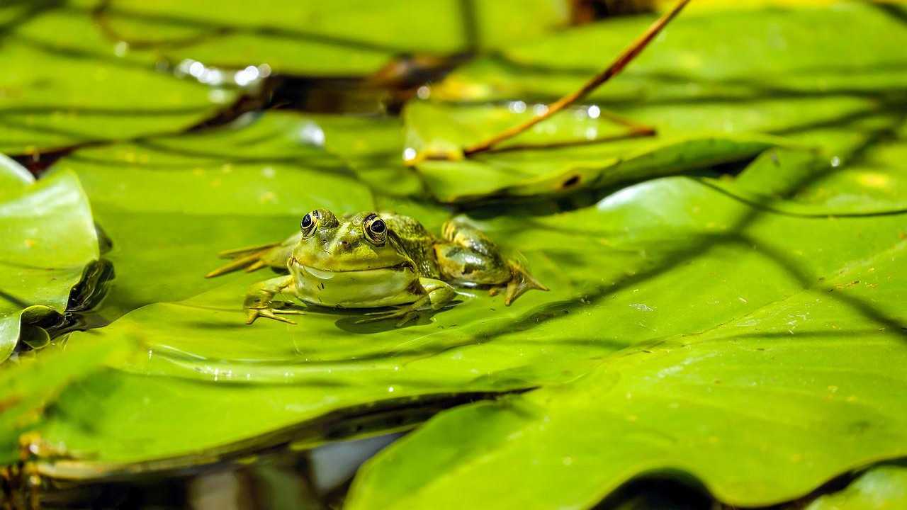 40 Popular Animal Names In French (Categorized By Type)