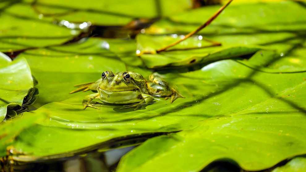 france-animals-where-in-our-world